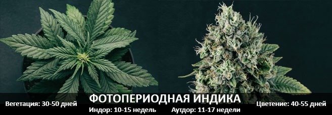 Период вегетации и цветения фотопериодной индики