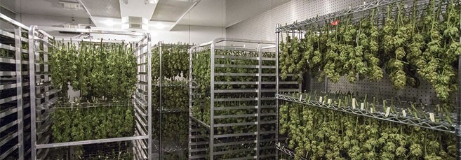 Правильная сушка Сушка урожая конопли