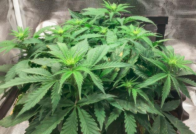 Куст Godzilla Cookies Auto ростом 20 см Куст Godzilla Cookies Auto на 6 неделе выращивания