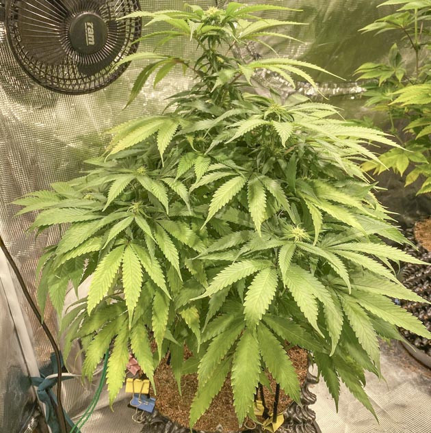 Переключение режима освещения Куст Gorilla Glue #4 на 7 неделе