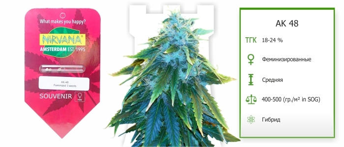 AK 48 fem AK 48 fem