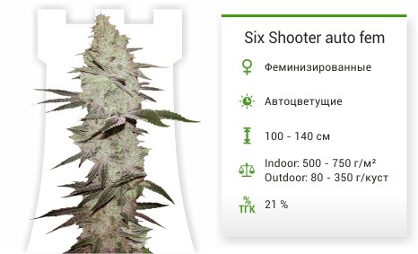 Сорт Six Shooter auto Six Shooter auto fem
