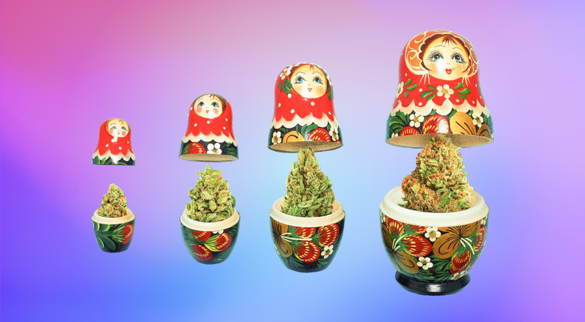 Новости из России Марихуана в России