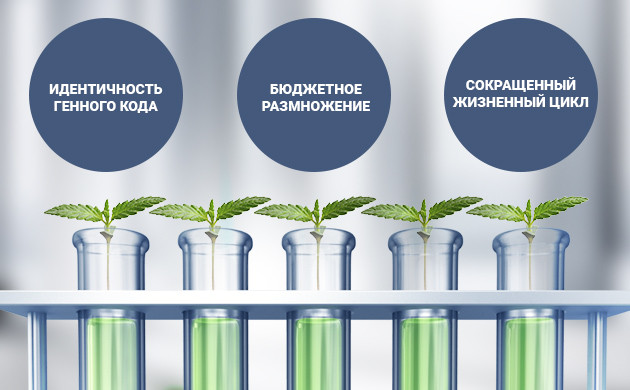 Преимущества клонирования конопли Плюсы клонирования растений