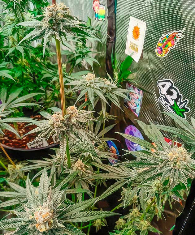 Снижение концентрации питательной смеси Кусты Banana Punch на 12-13 неделе выращивания