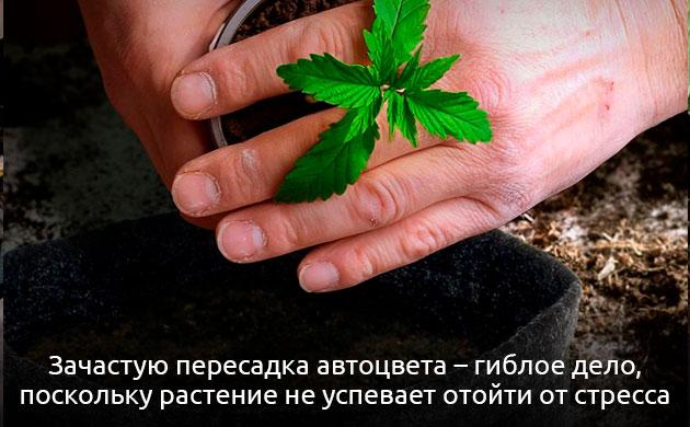 Почему автоцветы нельзя пересаживать Воздействие пересадки и высокострессовых тренировок