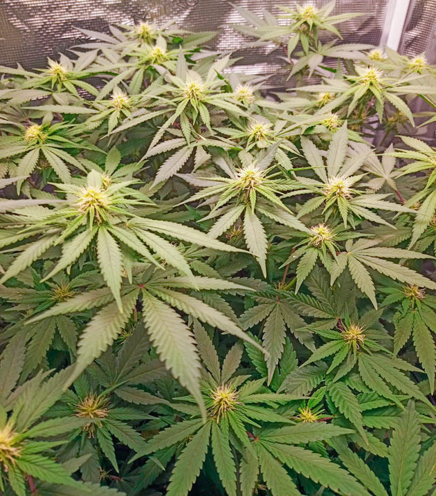 Формирование и развитие соцветий Куст Bruce Banner #3 на 10-11 неделе