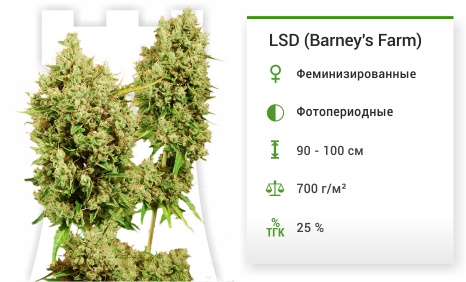 LSD fem от Barney's Farm