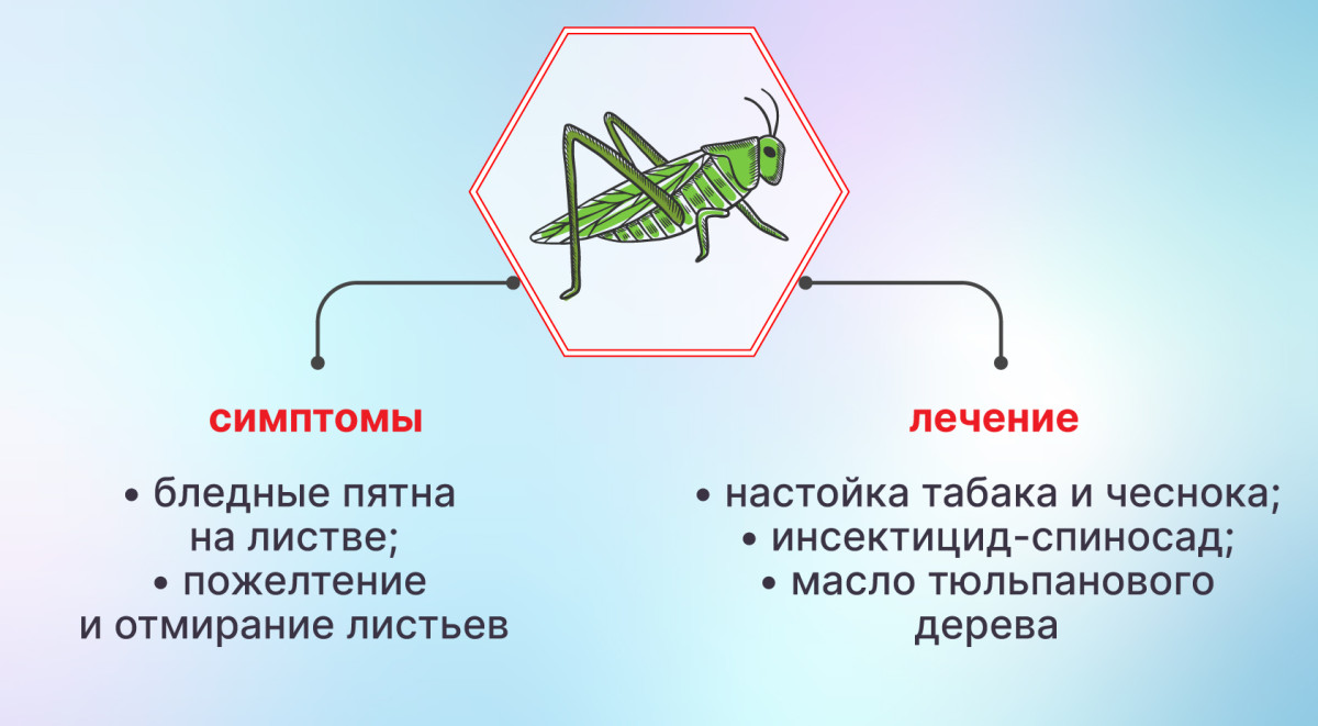 Избавление от цикад на конопле Цикады на конопле