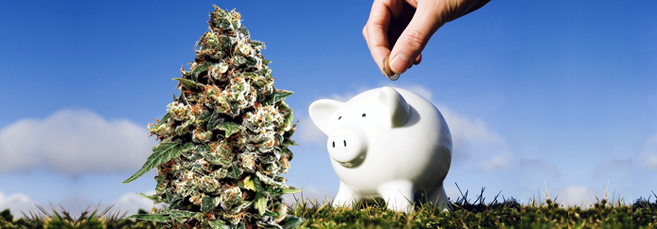 Автики по низким ценам Дешевые автоцветущие сорта