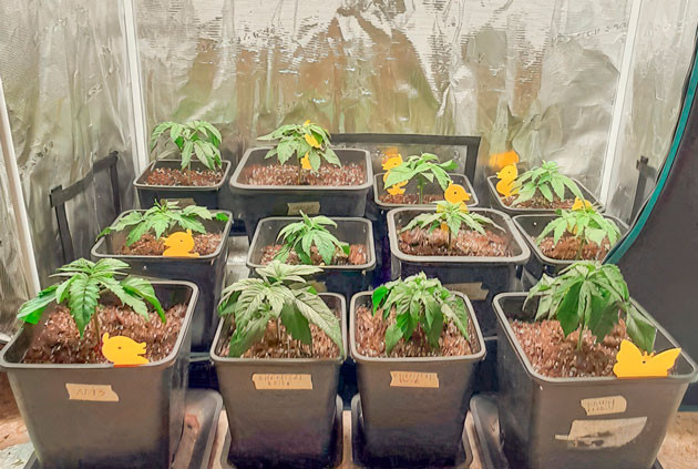 Проращивание, полив и пересадка в горшки Росток Fullgas от Green House Seeds на 1-3 неделе