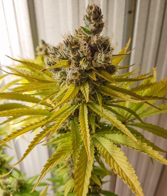 Соцветие конопли перед харвестом