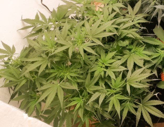 Перевод конопли на стадию цветения Куст Alpha 21 на 4 неделе выращивания