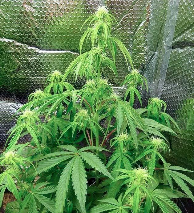 6-я неделя развития Wedding Cake Auto