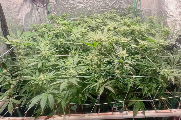 Активное цветение конопли и список удобрений Кусты Apple Betty на 11 неделе развития