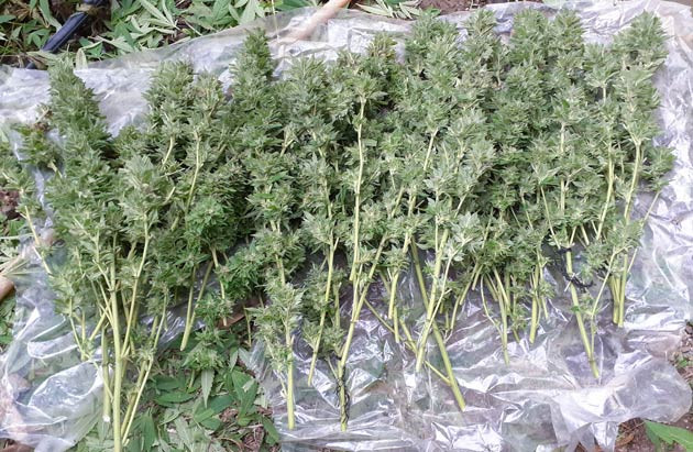 Харвест конопли на 23 неделе Собранный урожай конопли Golosa