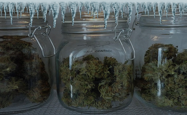 Хранение урожая конопли Хранение шишек конопли