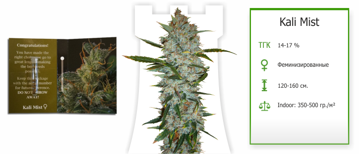 Сорт Kali Mist kali_mist семена конопли