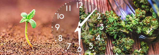 Сколько времени проходит от посадки до сбора урожая