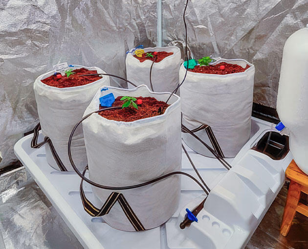 Настройка системы автополива Растишка Dozy Doz от AlphaFem Seeds на 3-4 неделе