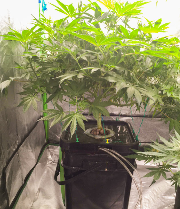 Подготовка к цветению Куст DDoS #33 от Herbies Seeds на 7 неделе