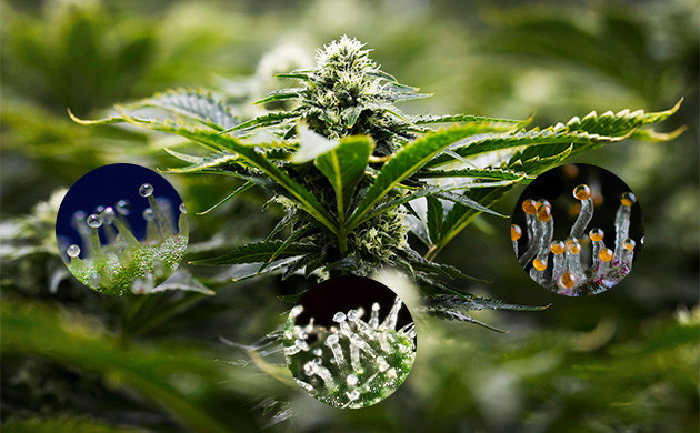 Состояние трихом Смена цвета трихом от прозрачного до молочного