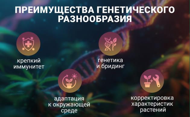 Генетическое разнообразие сортов конопли Актуальность генетического разнообразия