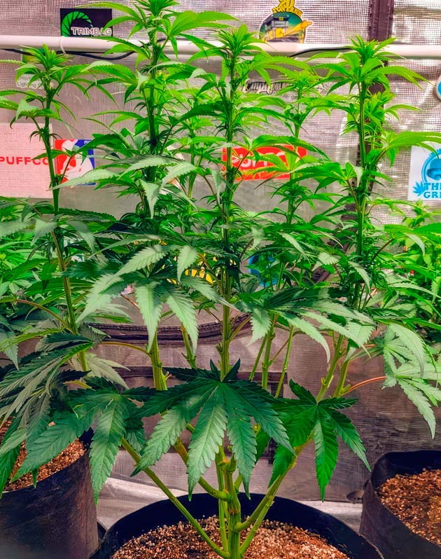 Полив и дефолиация Куст DDoS #33 от сидбанка Herbies Seeds на 7 неделе