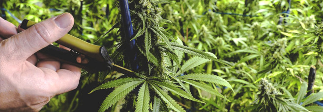 Суперкроппинг каннабиса Как выполнить суперкроппинг марихуаны