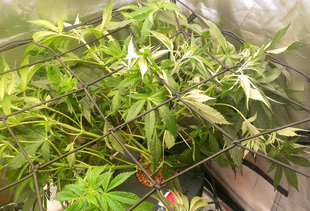 Тренировки марихуаны Куст Green Gelato от Royal Queen Seeds на 8 неделе