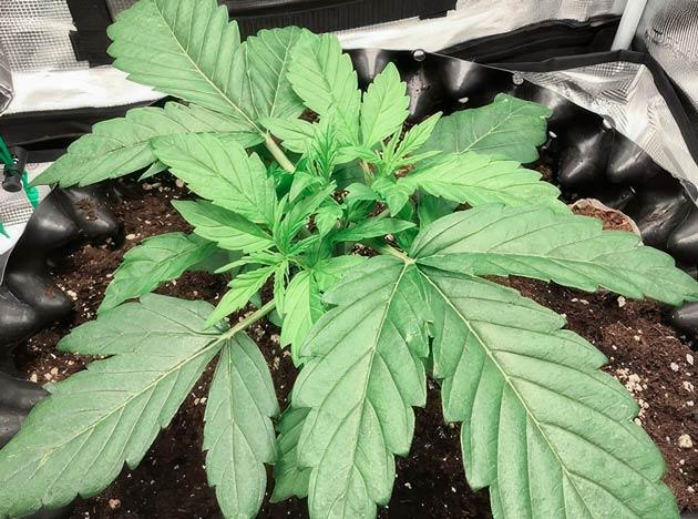 Проведение топпинга и LST Куст Godzilla Cookies Auto на 3 неделе выращивания