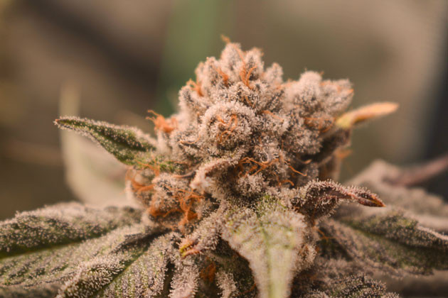 Соцветия Banana Punch от Barney's Farm на 15-16 неделе