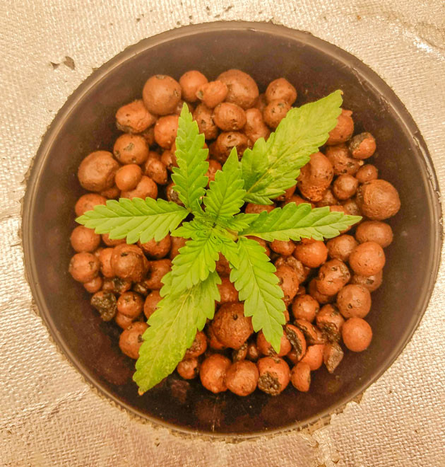 Проблемы с корневой системой Росток Bruce Banner Auto от FastBuds на 2 неделе