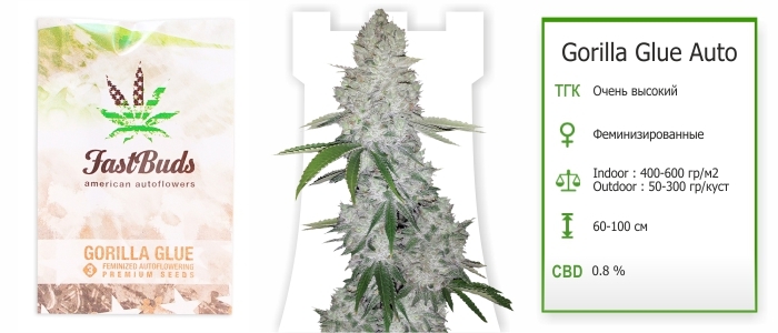 Gorilla Glue Auto Gorilla Glue Auto