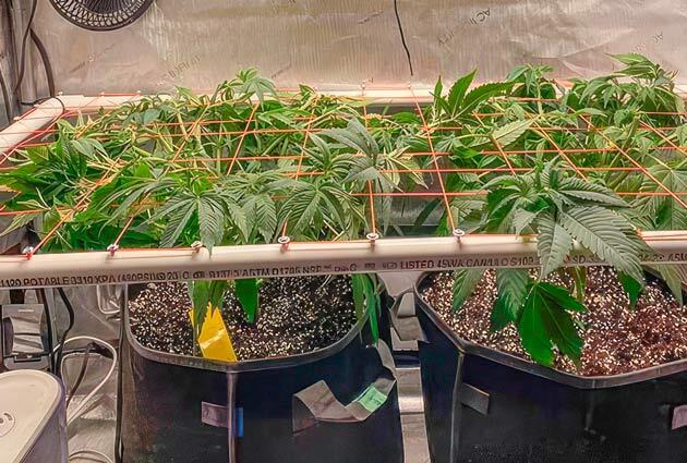 Установка сетки ScrOG, дефолиация и полив с удобрениями Кусты Apple Betty от Herbies Seeds на 7 неделе