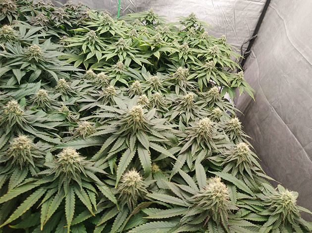 Дефицит азота у куста Соцветия на 11 неделе выращивания