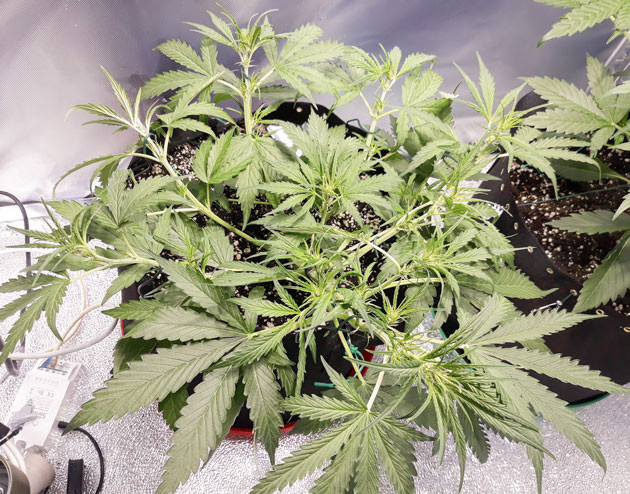 Куст на 4 неделе выращивания