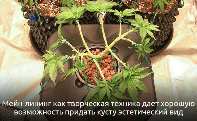 Техника позволяет решать сколько кол будет у куста Менй-лининг как творческая техника