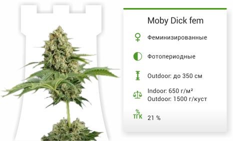 Семена марихуаны Moby Dick Moby Dick fem (Dinafem Seeds)
