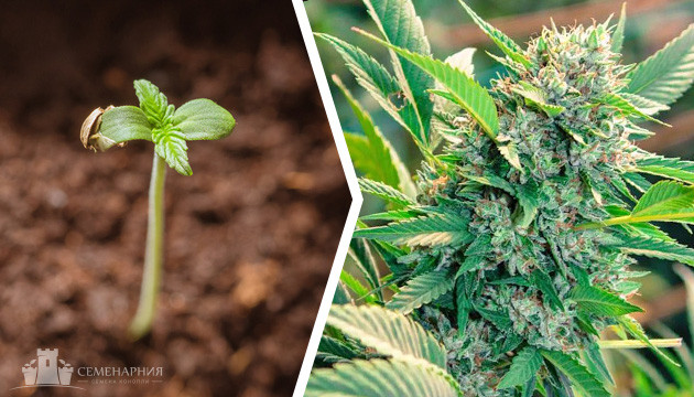 Выращивание семян марихуаны