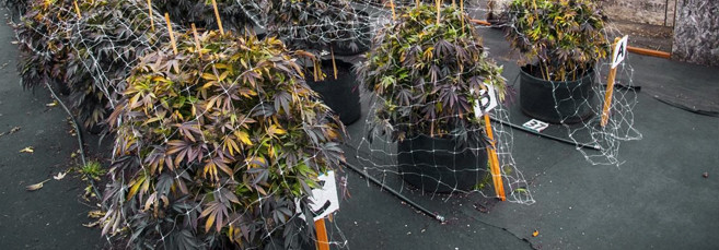 Конопля в гроубэгах Выращивание конопли в гроубэгах