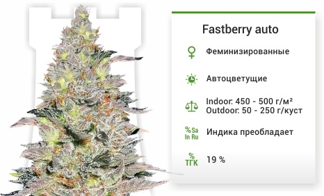 описание сорта Fastberry auto описание сорта Fastberry auto