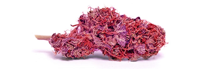 Фиолетовая конопля Фиолетовая конопля