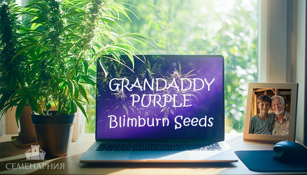 Выращивание сорта марихуаны Grandaddy Purple в индоре Гроурепорт сорта Grandaddy Purple