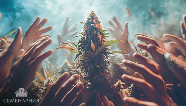 Популярные сорта марихуаны ТОП сорта конопли