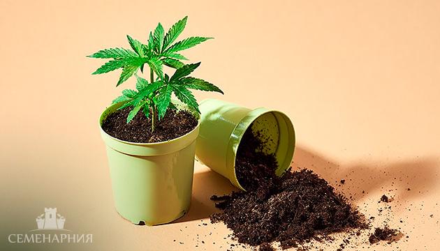 Выбор горшка для каннабиса: материалы, размер и влияние на развитие растения Виды и объём горшков для выращивания конопли
