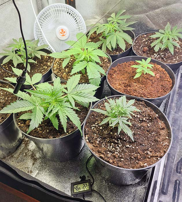 Проращивание и высадка в горшки