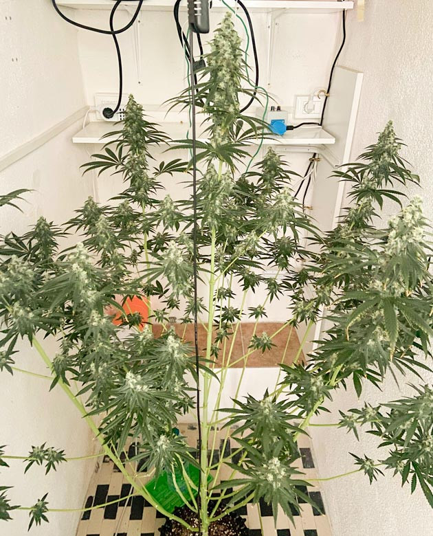 Промывка каннабиса Куст Chemical Bride от GHS на 10 неделе выращивания