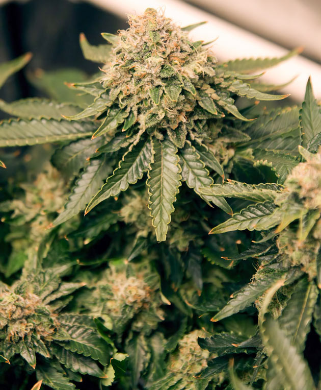 Развитие конопли на 14 неделе и появление аромата Соцветие Grandaddy Purple на 14 неделе