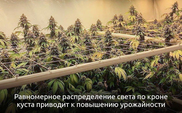 Для чего применяют метод ScrOG Кусты под сеткой ScrOG